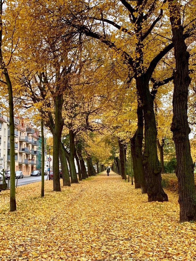 Viadrina Rooms & Apartments Frankfurt-Oder Am Park Im Zentrum Frankfurt  ภายนอก รูปภาพ